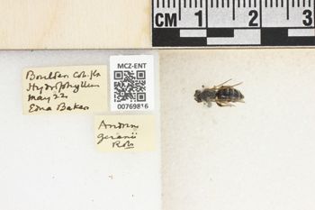 Media type: image;   Entomology 769816 Aspect: Labels